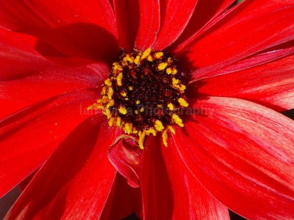 Flower _ FL006 - Wild Flowers,  plants & Fungus photography, Great Britain