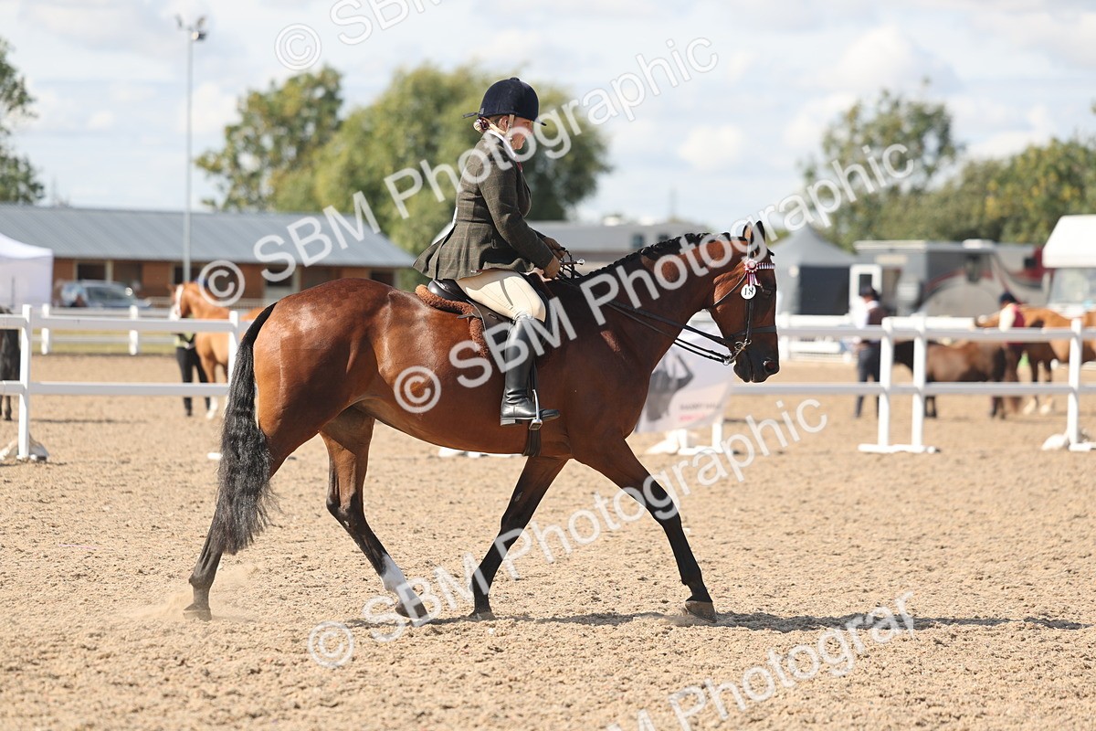 SBM_13185 - Class 306 - Ridden Foreign Breds - Part Bred