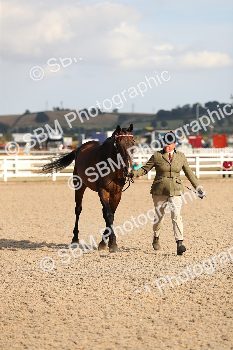 SBM_08665 - Class 28 - IH Veteran Horse
