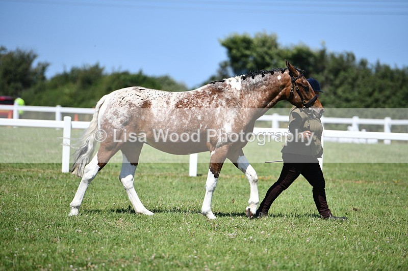 DSC_6815 - Class 57: Hunter/Riding Horse/Hack 1, 2 & 3 yr olds