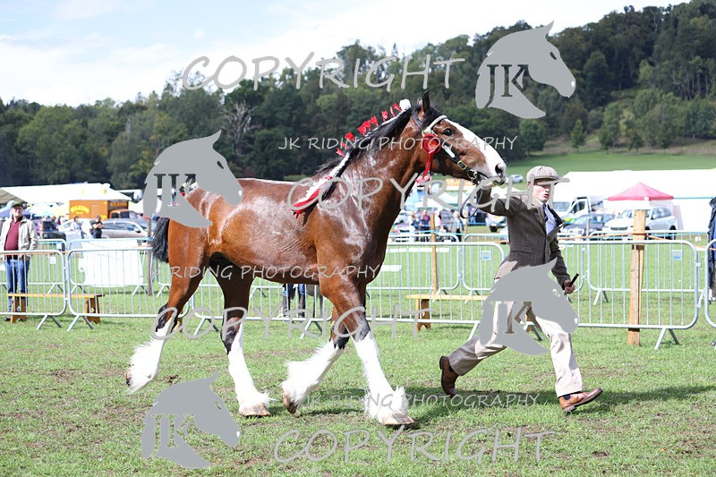 APP_3376 - Class 5 In Hand Championship