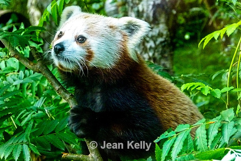 Red Panda - P1100603 - Red Pandas