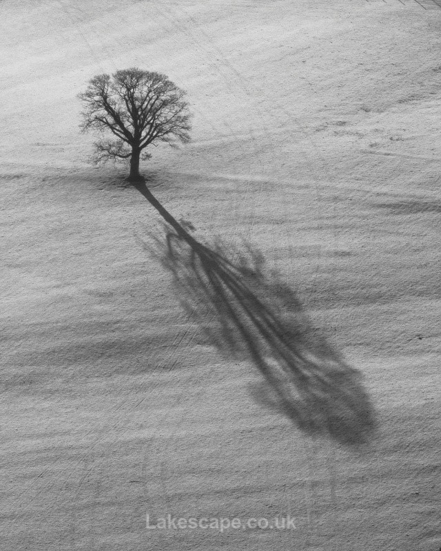 Alone - Trees