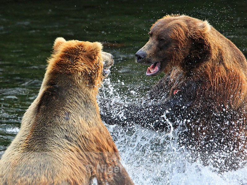 Grizzly Bear fight at Brooks Falls - Brown Bear