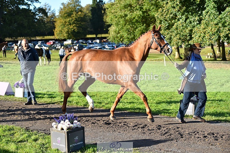 231022-095200-22080 - 484-JESATRAN.FIRECRACKER-Sally.Morton-TrotUp+SJ