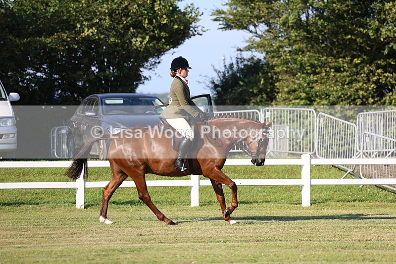 3E7A4955 - Class 1: Rising Star Small Hack/Riding Horses