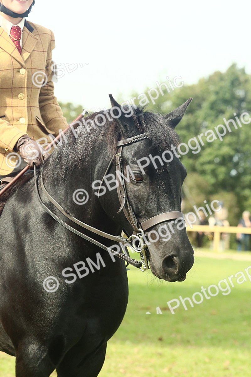 SBM_66739 - S34 - Rehabilitated Rescue Horse & Pony In Hand & Ridden