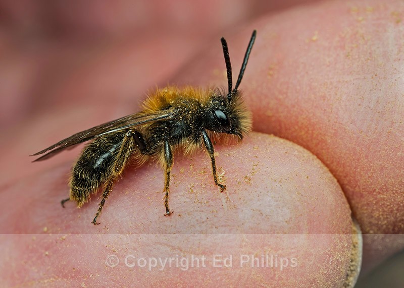 Andrena clarkella (m) - Andrena clarkella