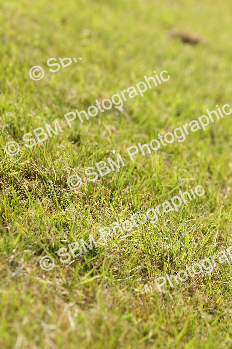 SBM_00691 - Class 6-13 - Mountatin and Moorland In Hand Welsh Breeds