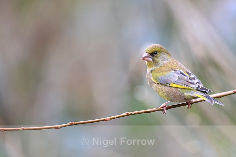 Greenfinch perched on thin twig, Otterbourne, Hampshire - Greenfinch