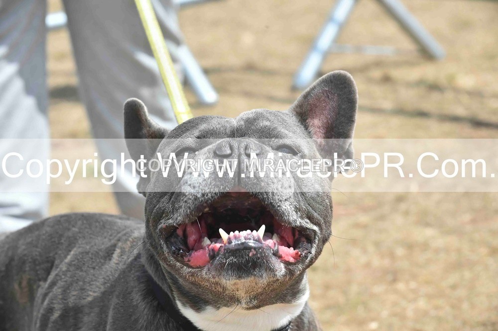 SH4_0067 - Dog show.