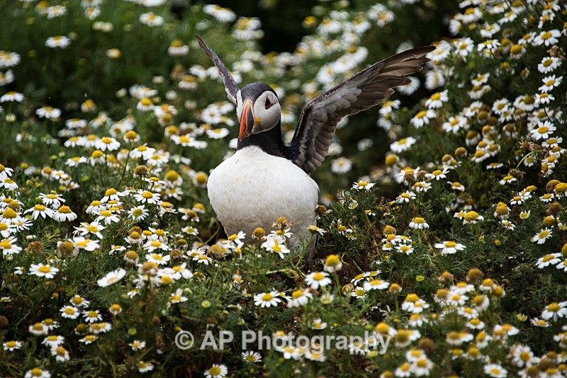 ACP_0030-1 - Puffins on Skomer Island