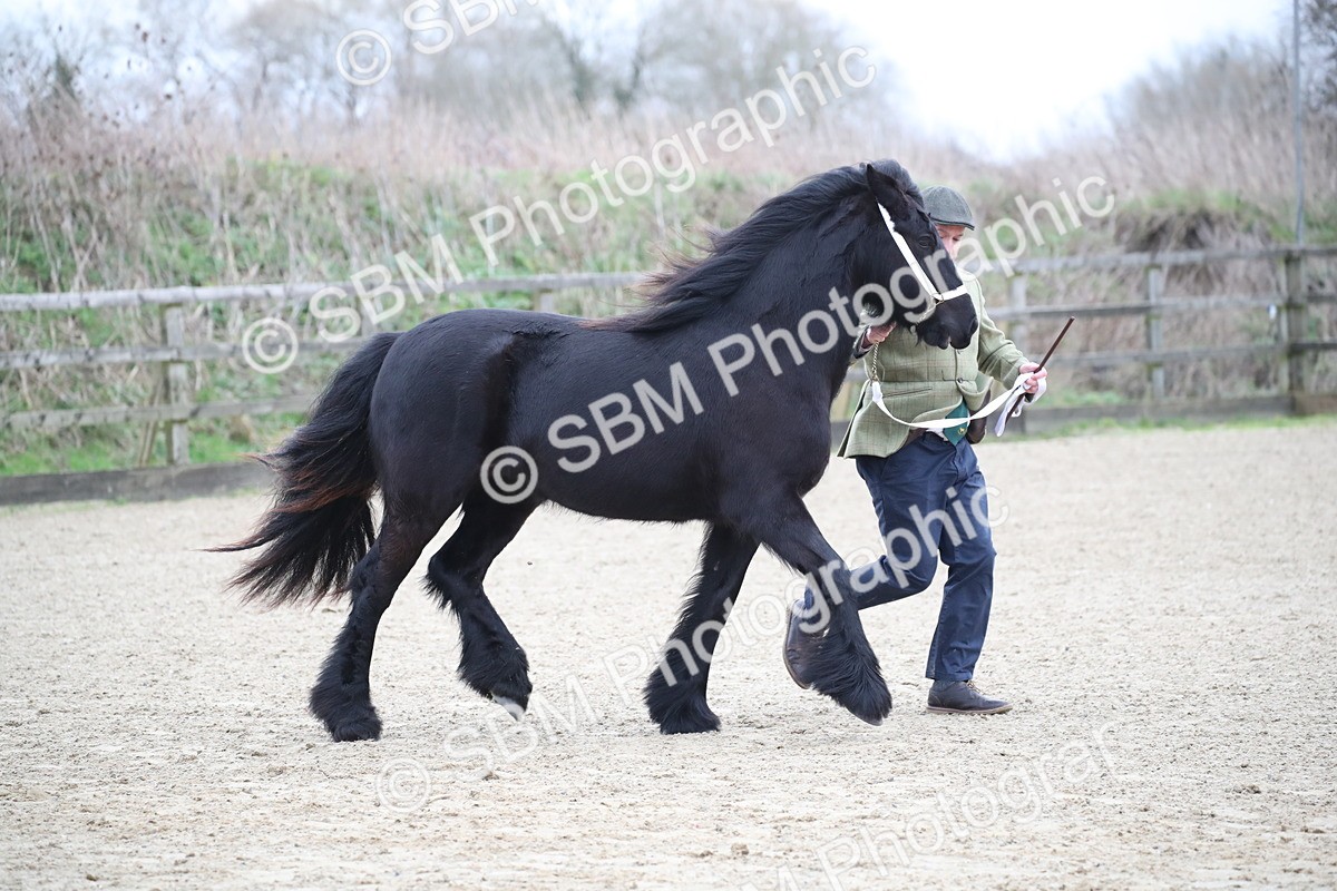 SBM_003975 - Class 1-4 - Young Stock classes Inc. In Hand Championship