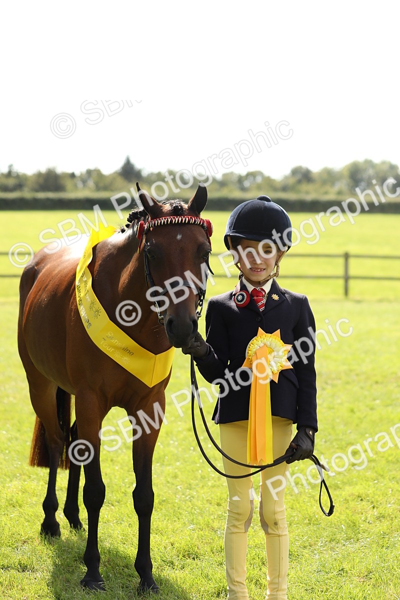 SBM_65616 - S48 - Show Pony & Show Hunter Pony In Hand
