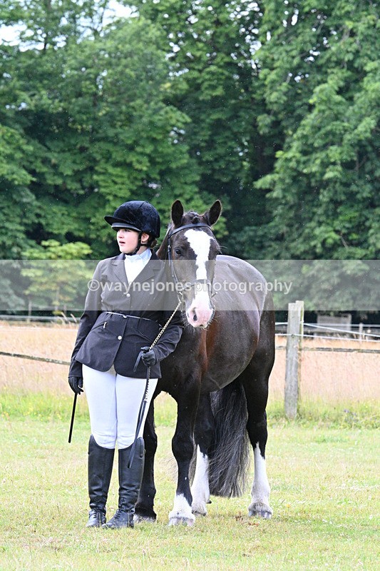 WJ7_7224 - Class 5a Most Handsome Gelding in Hand
