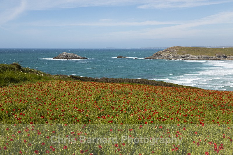  - West Pentire Poppies