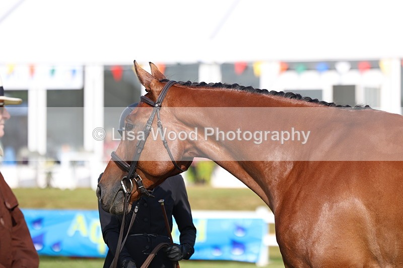 3E7A8288 - Class 2: Rising Star Large Hack/Riding Horse