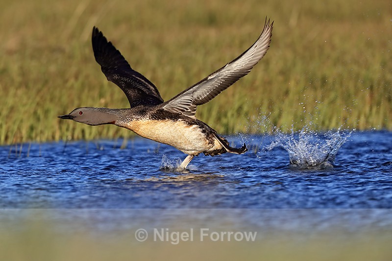 Red-throated Diver running take-off from pond, Floi, Iceland - Red-throated Diver