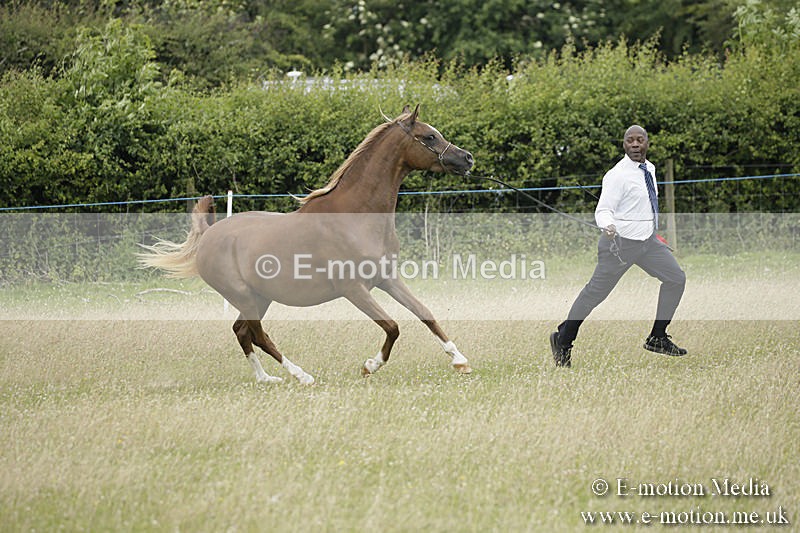 B230619-0862 - Bourne Valley Riding Club Summer Show 23/06/19
