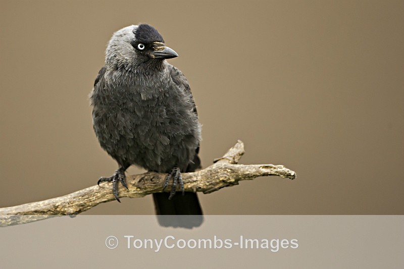Jackdaw - Well Hide & Falcon Tower Hide