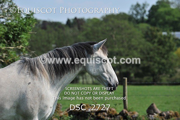 DSC_2727 - ARCHIVE REQUEST - Quincy and Guinness