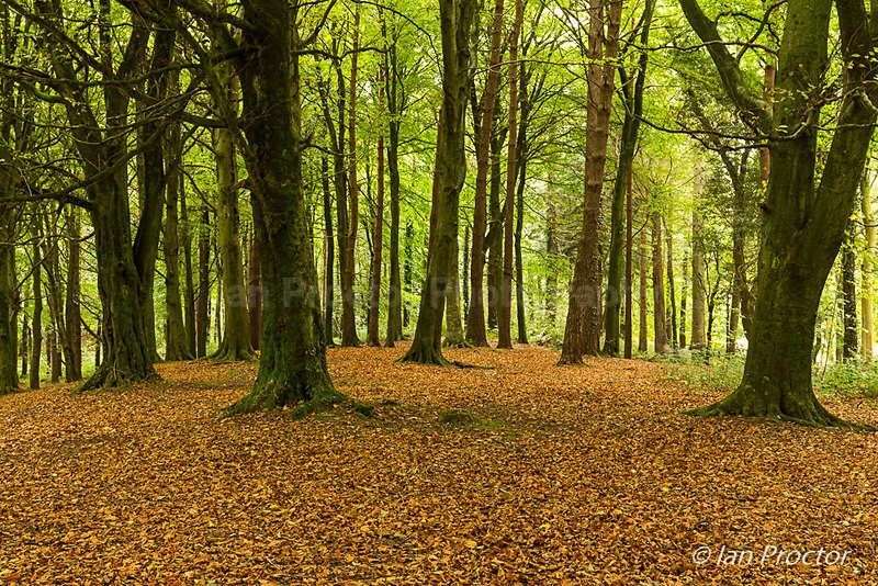 Autumn at Portglenone Forest, County Antrim - Autumn