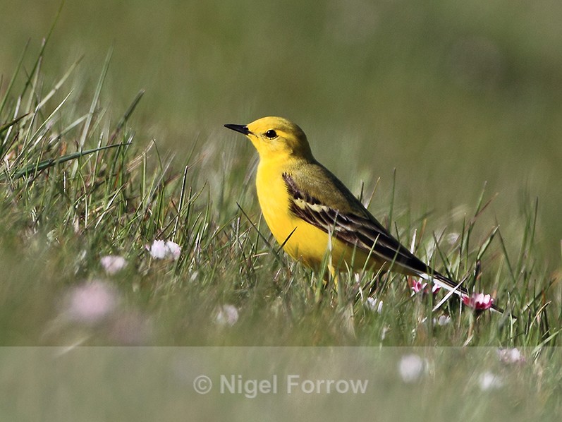 Yellow Wagtail (male) on the ground in grass at Farmoor - Yellow Wagtail