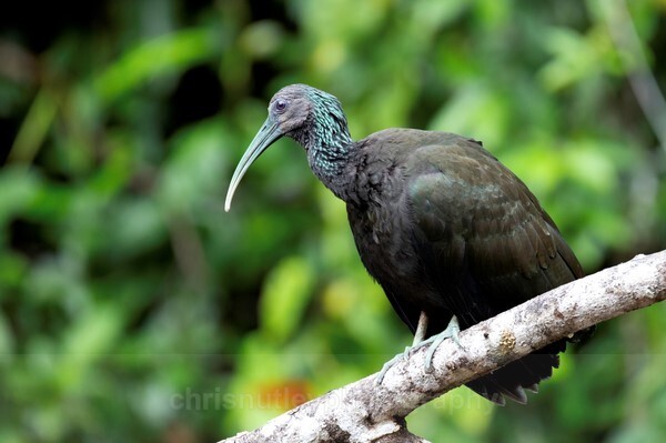  - Birds of Costa Rica and Mauritius