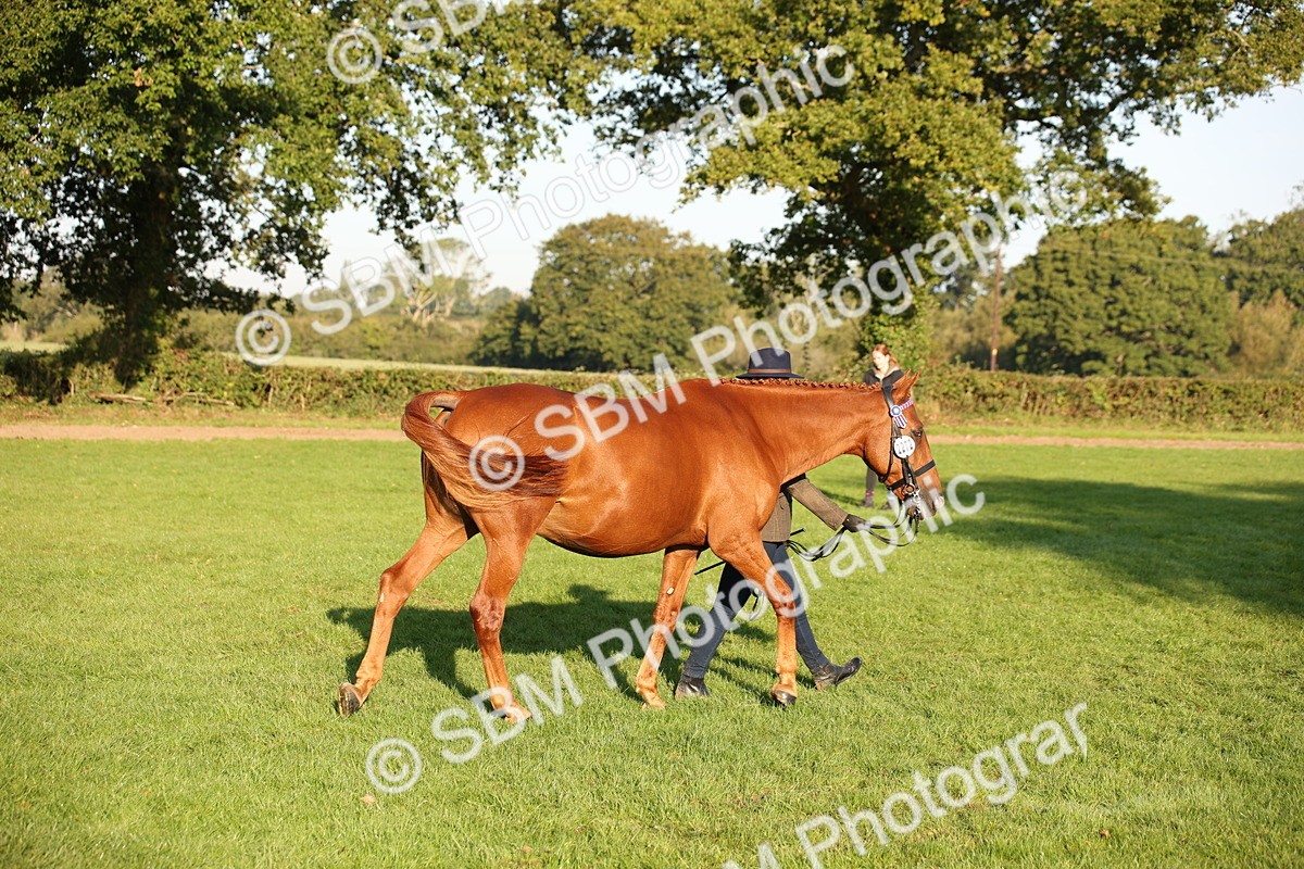 SBM_57578 - S50 - Foreign Breeds In Hand