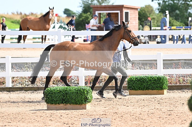 240717A-155818-03231 - Trot Up 3pm to 4pm