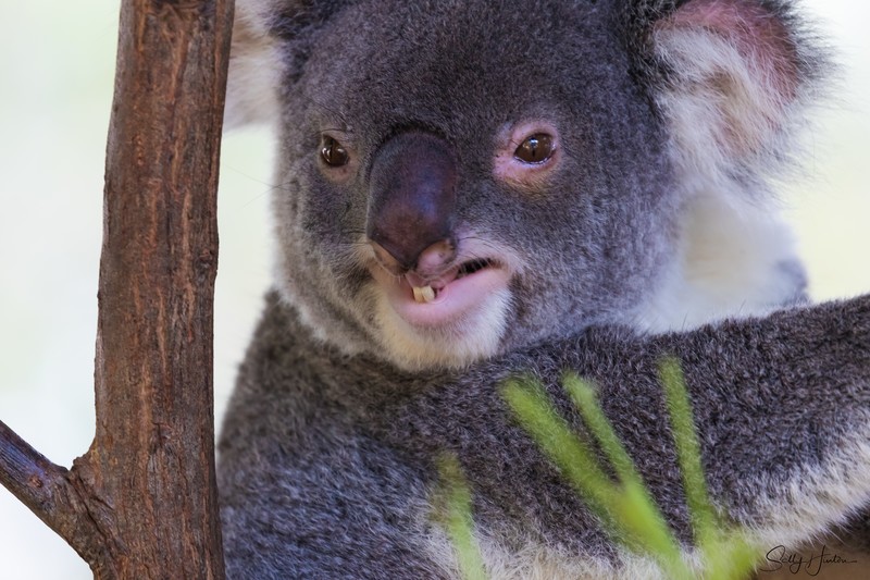 Koala Bear