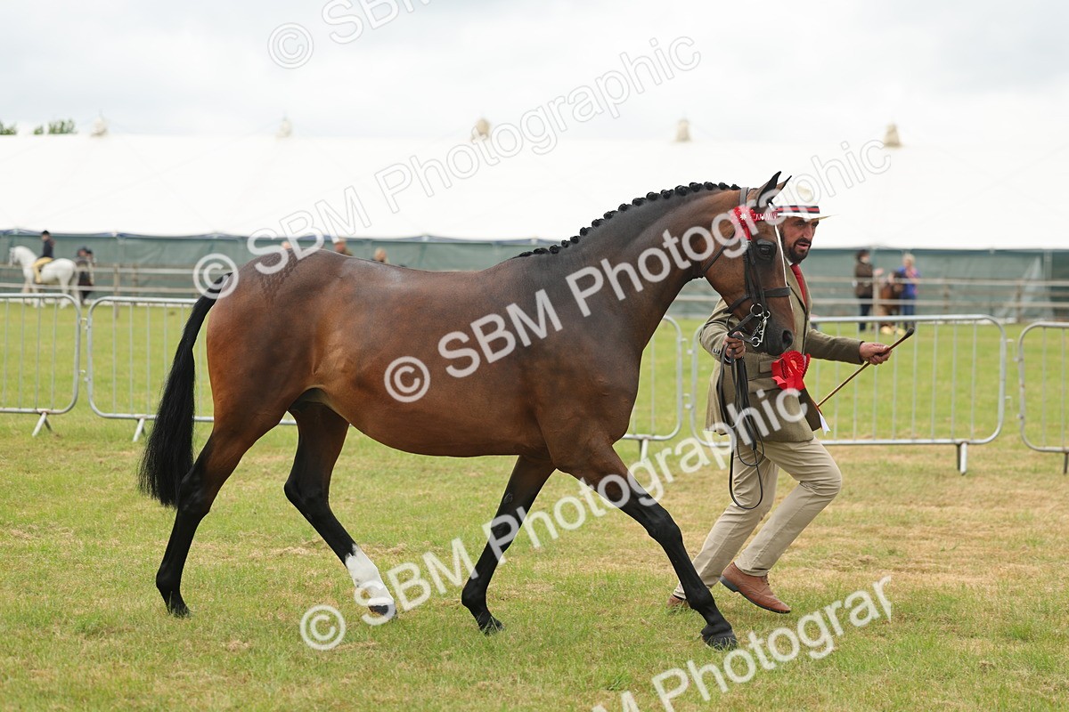 SBM_05603 - Class 68-73 - Riding Pony Breeding