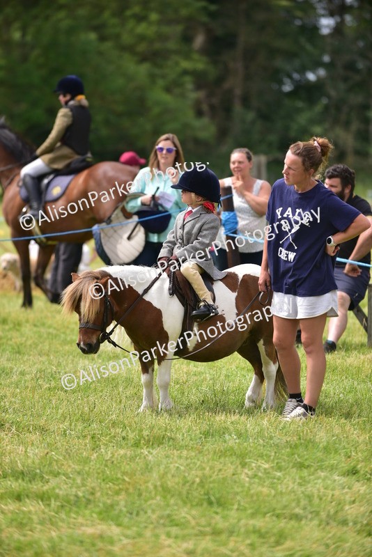 20260614-4010 - Class 16 - Handsome Gelding