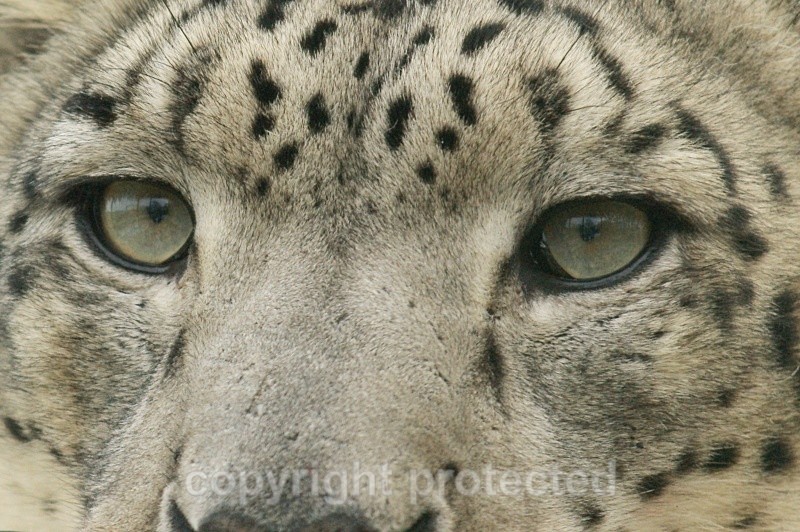 Mizi, the female snow leopard at WHF