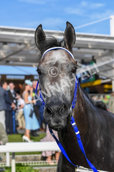250823-Race 7-Silver Sword-1321 - Race 7 5.15pm Sky Bet Mile Handicap