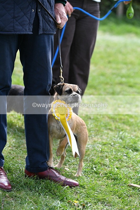 WJ5_0670 - Class 7 Best Terrier