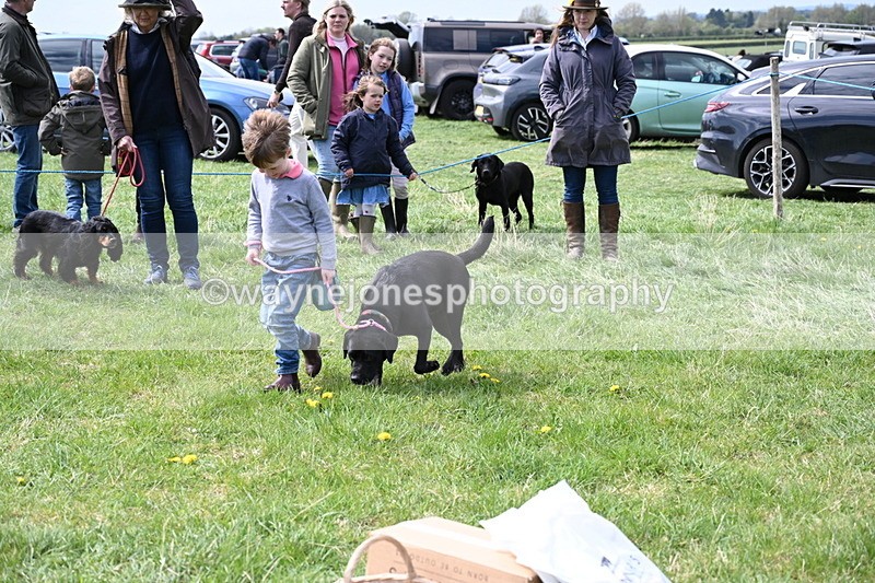 WJ6_8993 - Class 8 Best Working / Gun Dog or Bitch