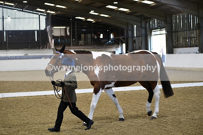 WJ5_3827 - Class 5 In Hand Veterans