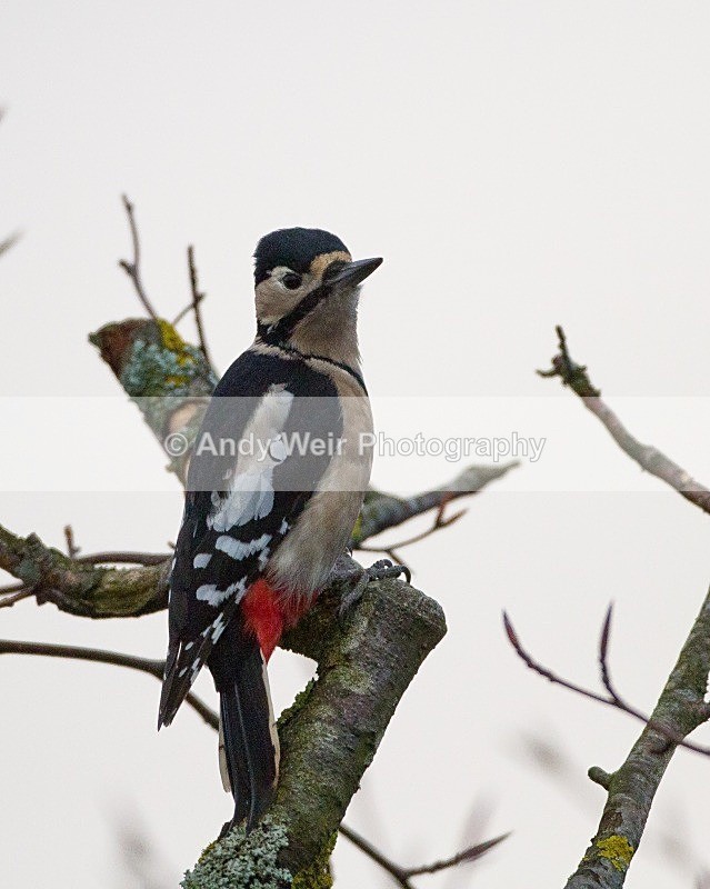 20111121-_MG_8003 - Woodpecker