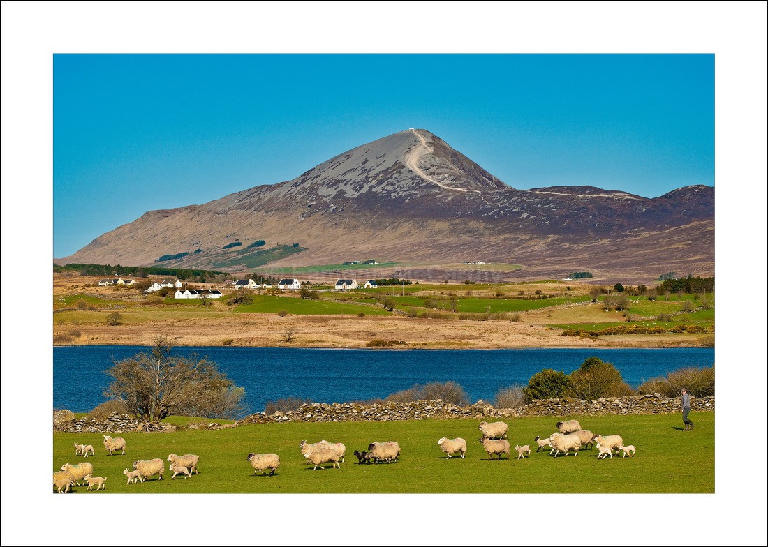 Croagh Patrick shepherd- - Croagh Patrick