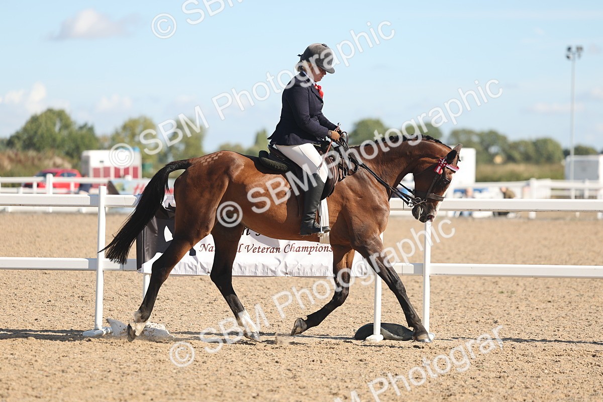 SBM_13022 - Class 305 - Ridden Foreign Breed Pure Bred