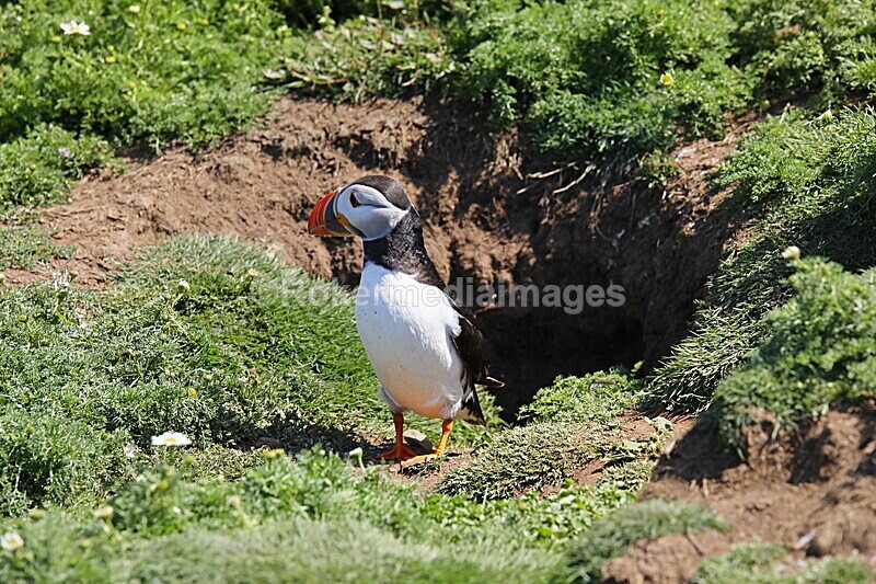 _56A7038 - Skomer 2019