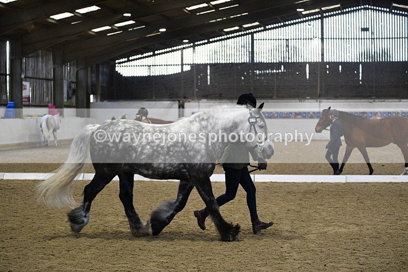 WJ5_4314 - Class 6 In hand M&M - Large Breeds