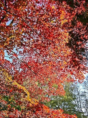 Red leaves - Autumn