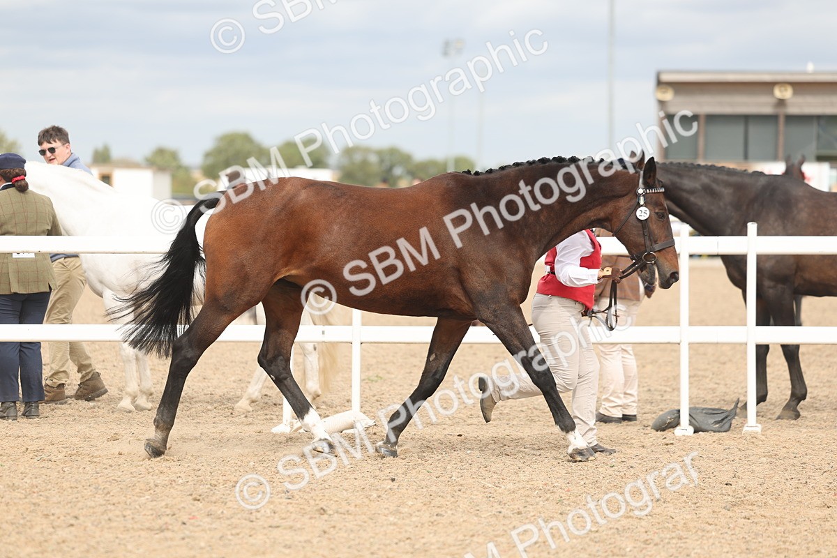 SBM_16976 - Class 312 - IH Competition Horse-Pony