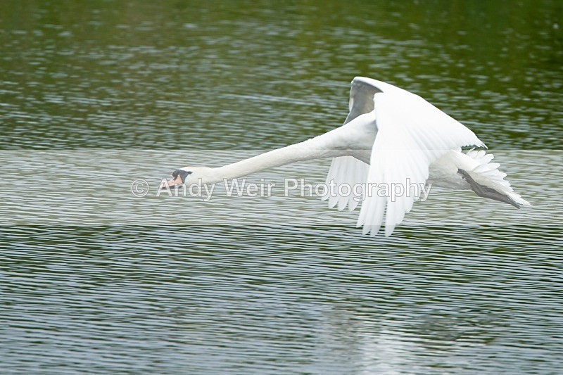 20120520-_MG_0033 - Swans