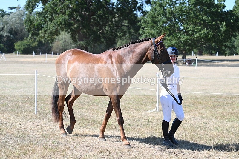 WJ7_1732 - Class 42 Most Handsome Gelding