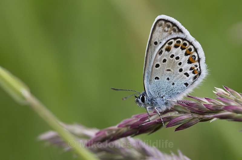 Silver studded blue butterfly - New Butterflies from Prees Heath (Silver Studded Blue )