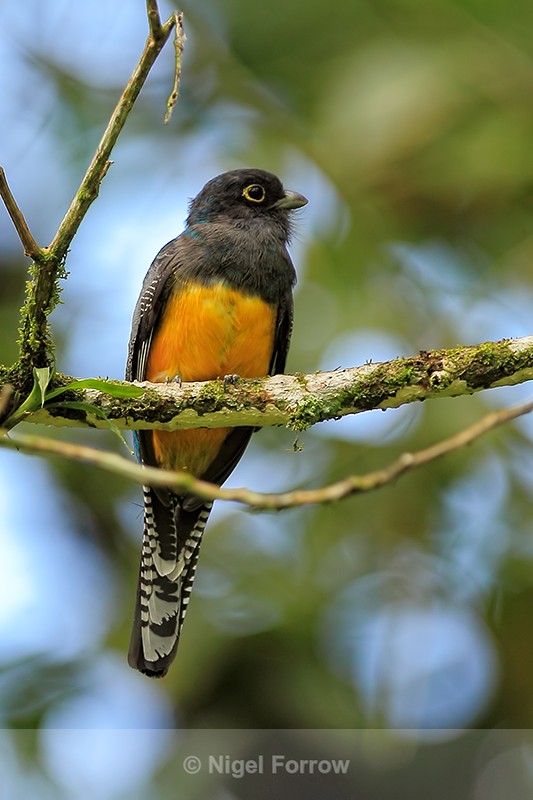 Violaceous Trogon (male), Costa Rica - Violaceous Trogon