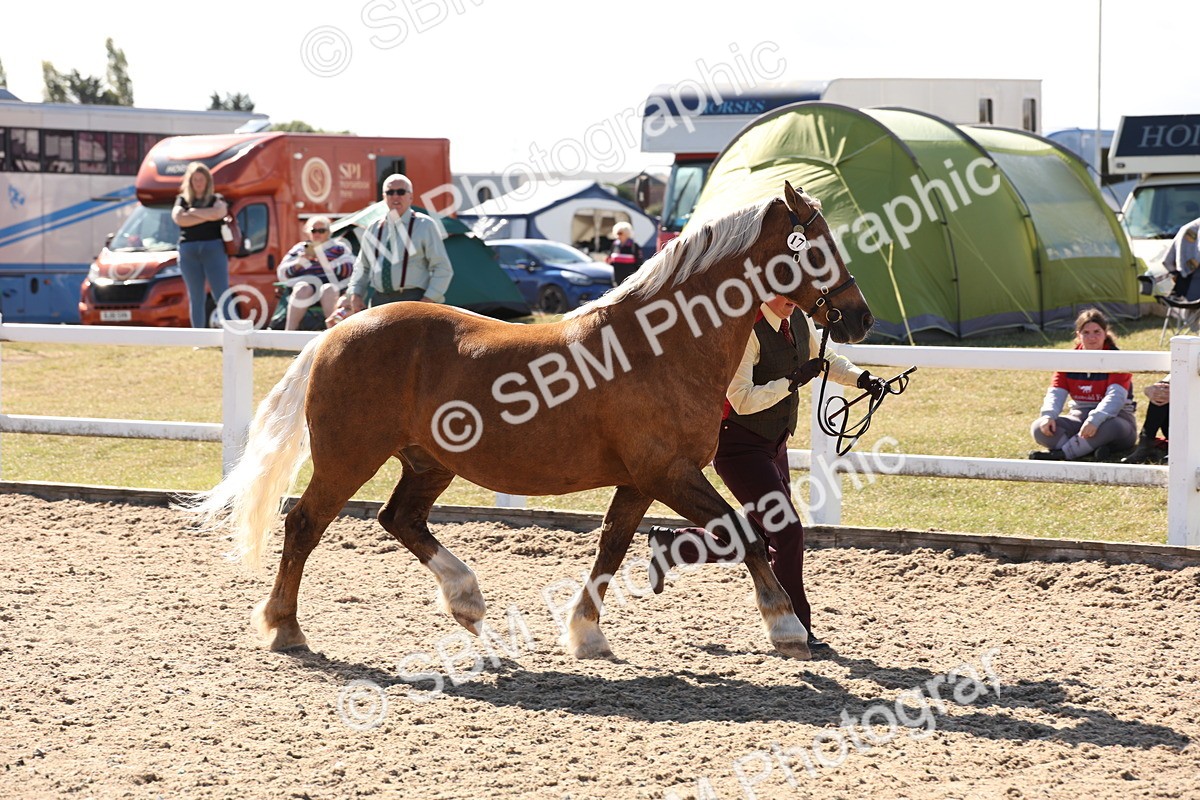 SBM_13922 - Class 205 - IH Show Pony - Show Hunter Pony